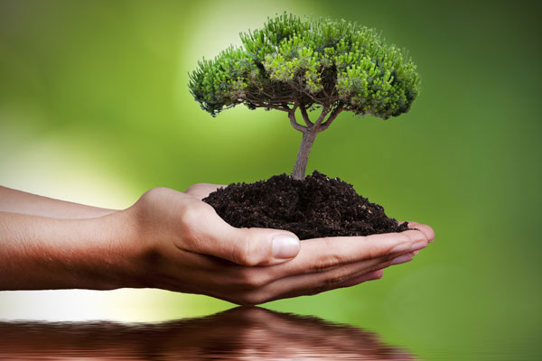 Hand with tree growing